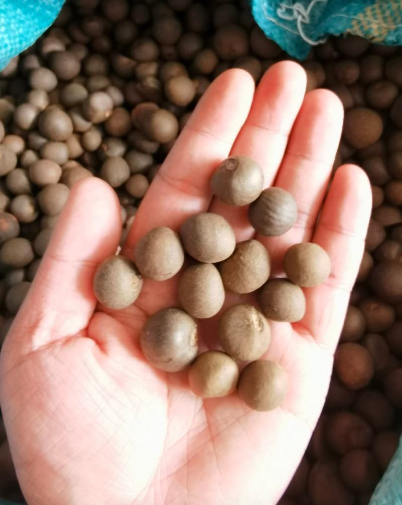 林木种子茶树种子铁观音茶树种子龙井茶树种子