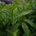 林木种子茶树种子铁观音茶树种子龙井茶树种子