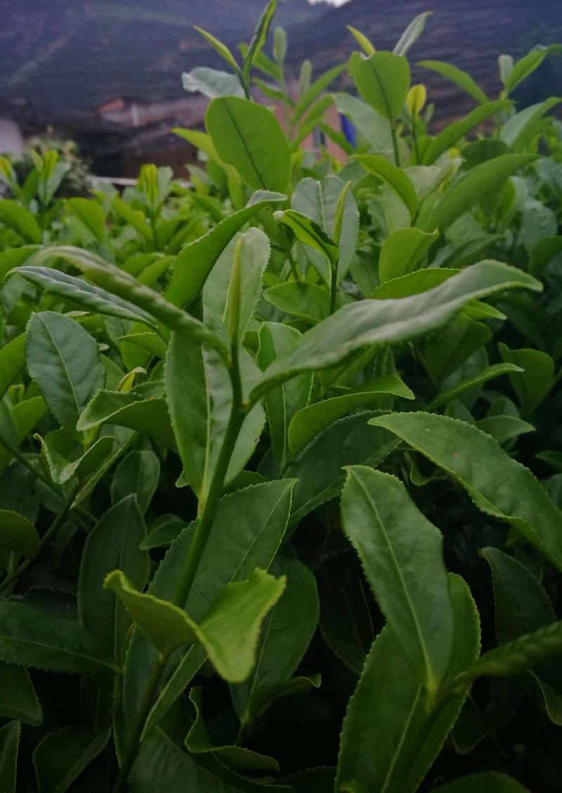 林木种子茶树种子铁观音茶树种子龙井茶树种子