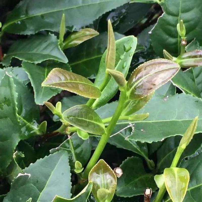 林木种子茶树种子铁观音茶树种子龙井茶树种子