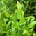 林木种子茶树种子铁观音茶树种子龙井茶树种子
