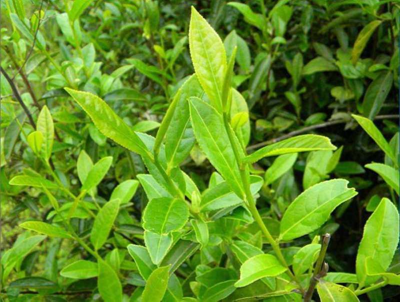 林木种子茶树种子铁观音茶树种子龙井茶树种子
