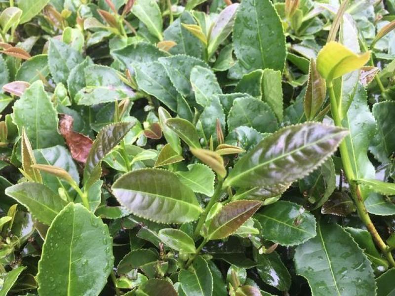 林木种子茶树种子铁观音茶树种子龙井茶树种子