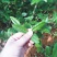 林木种子茶树种子铁观音茶树种子龙井茶树种子