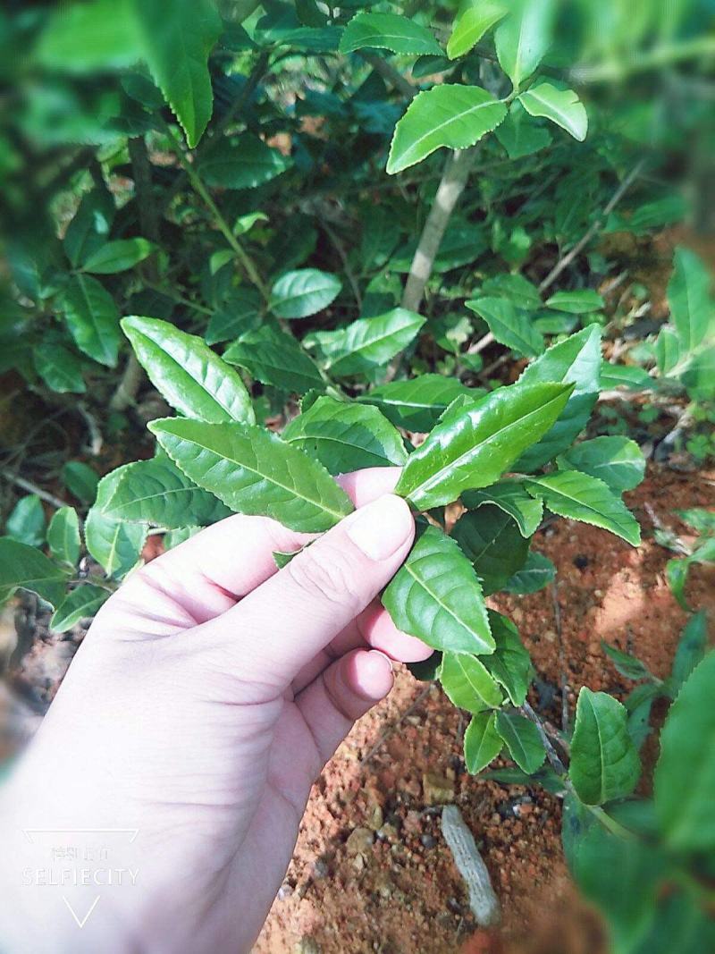 林木种子茶树种子铁观音茶树种子龙井茶树种子