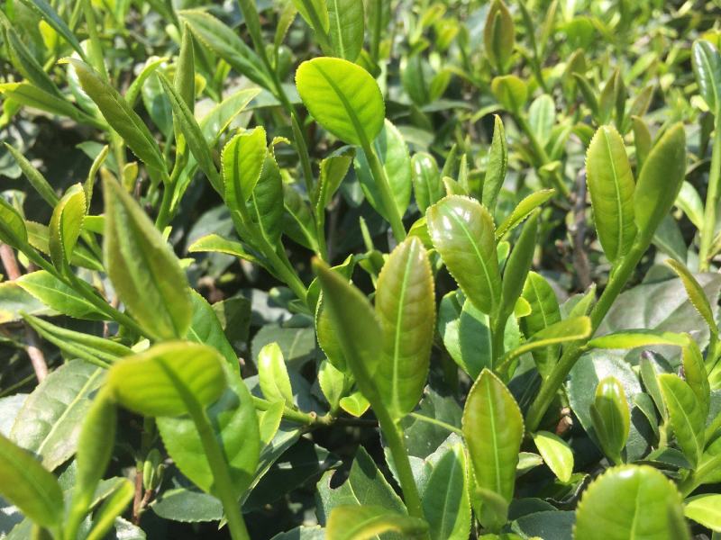 林木种子茶树种子铁观音茶树种子龙井茶树种子