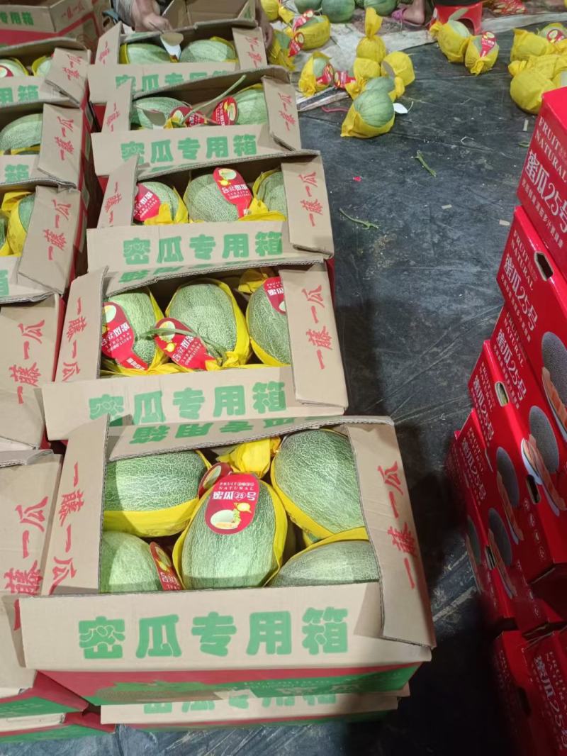 海南哈密瓜晓密25号对接市场电商社区团购大量供应