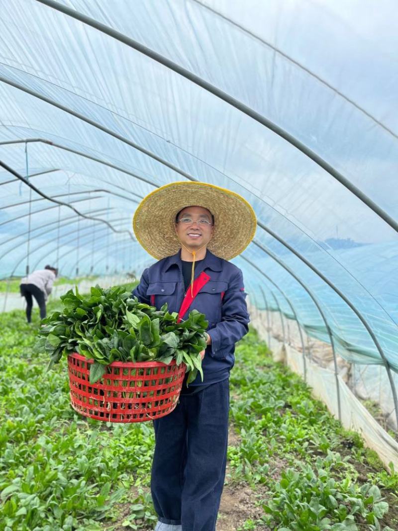 绿色蔬菜，只用了有机肥