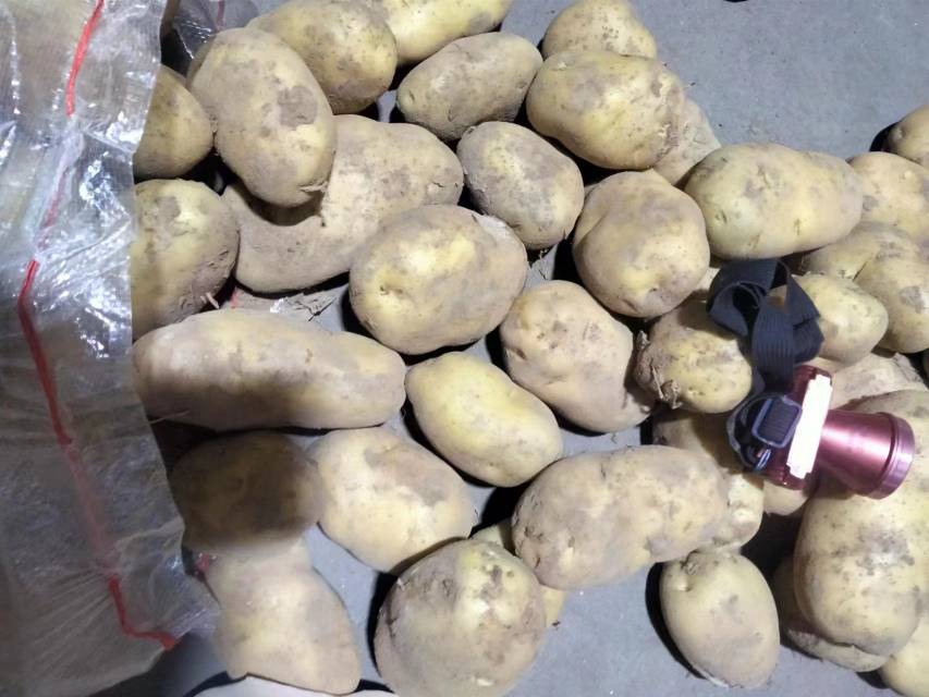 冷冻烤土豆储存实拍图