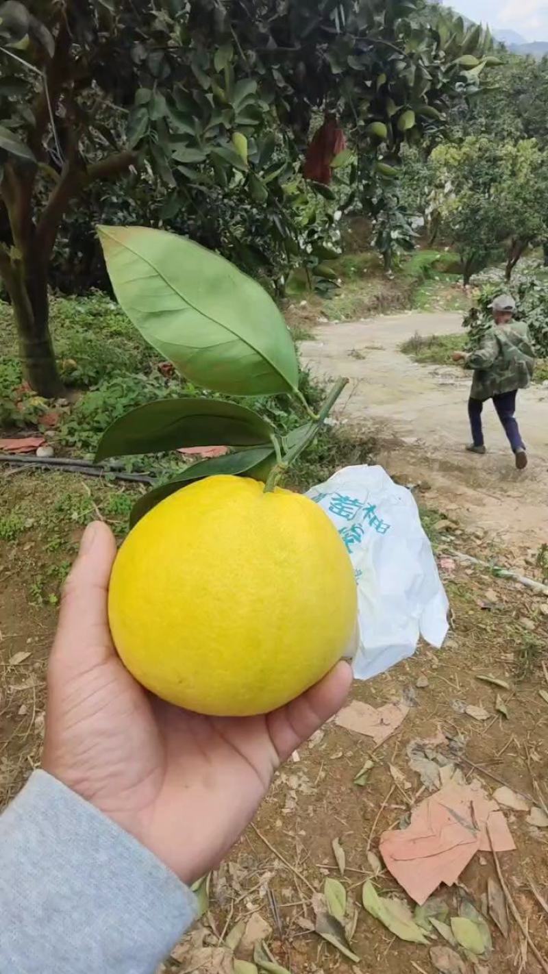 葡萄柚，带叶子价格便宜，产地直发，欢迎市场，超市对接