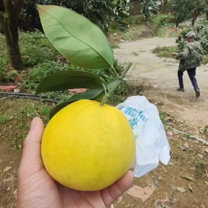 葡萄柚，带叶子价格便宜，产地直发，欢迎市场，超市对接