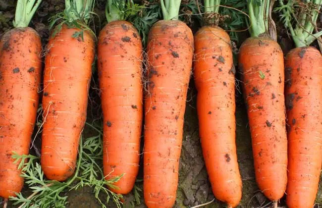 展示一根完整、色泽鲜亮的有机胡萝卜在阳光下摆放的画面 有机胡萝卜在阳光下的整体图