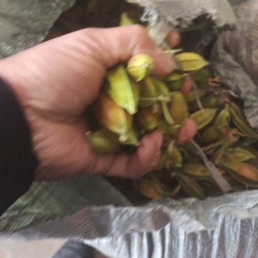 有40吨新鲜黄桅子