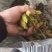 有40吨新鲜黄桅子