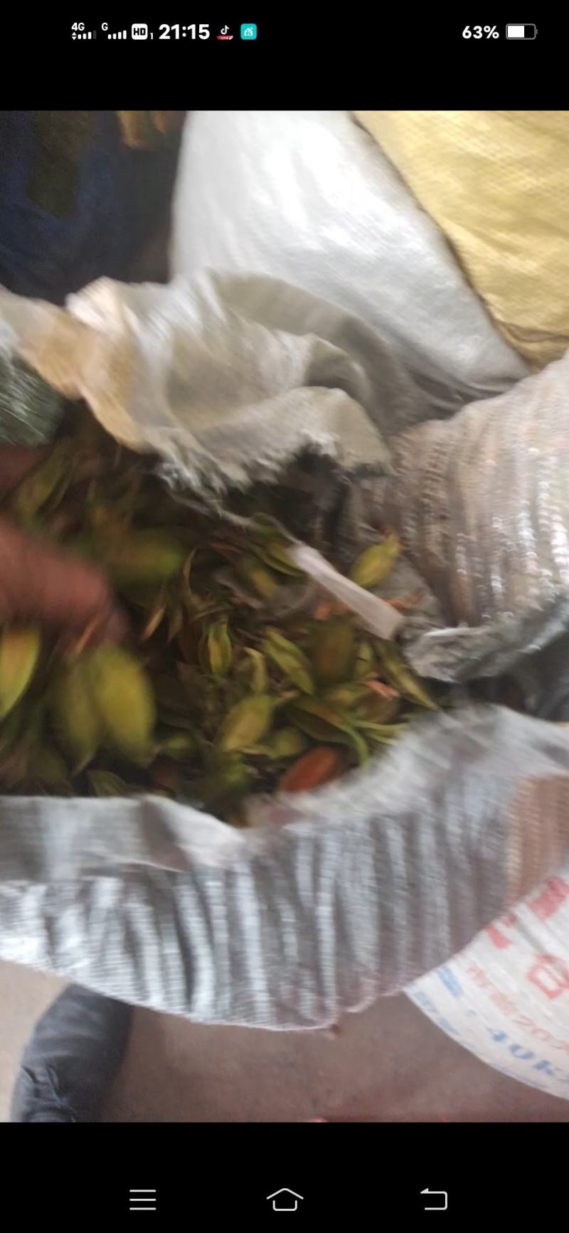 有40吨新鲜黄桅子