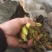 有40吨新鲜黄桅子