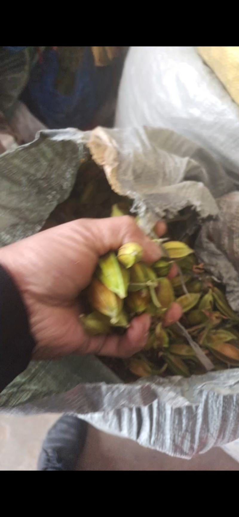 有40吨新鲜黄桅子