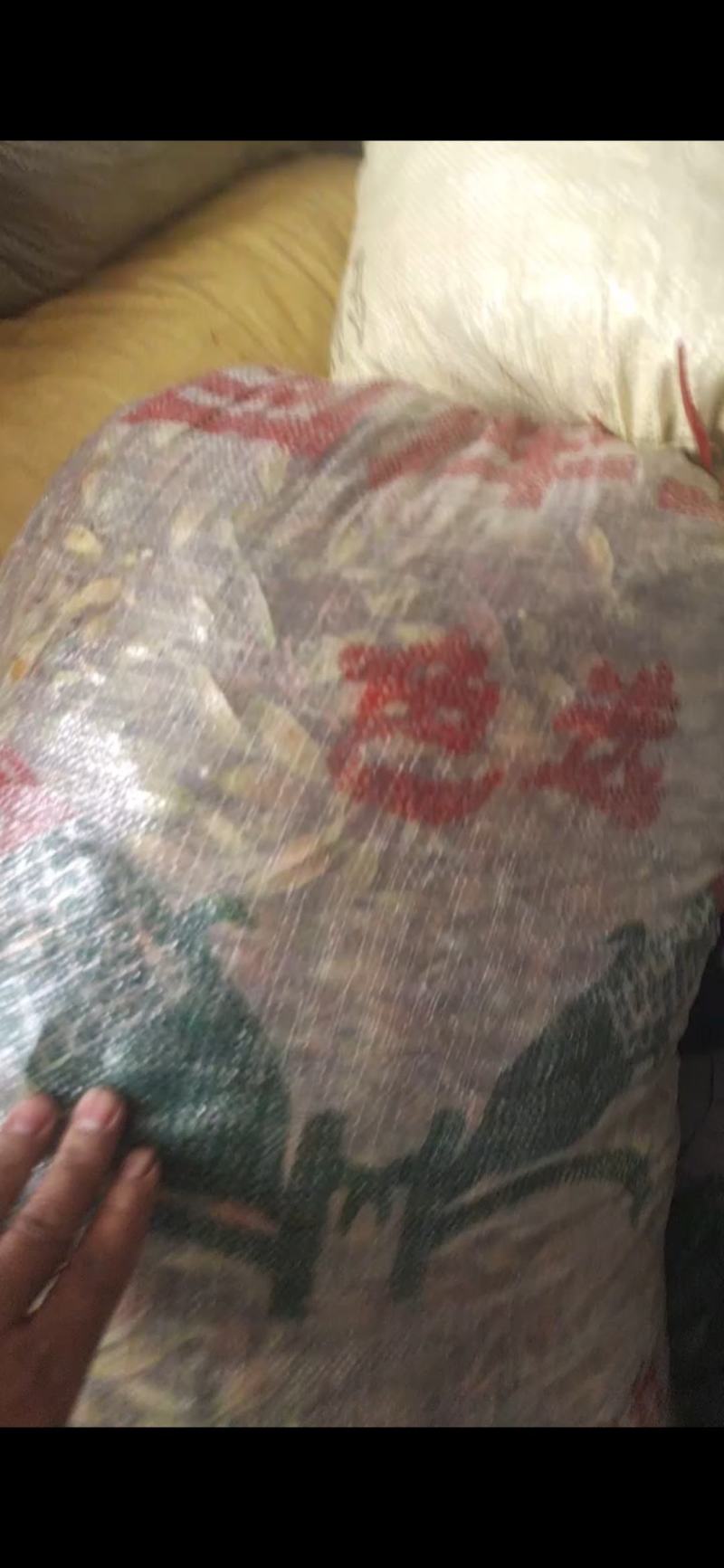 有40吨新鲜黄桅子