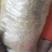 有40吨新鲜黄桅子
