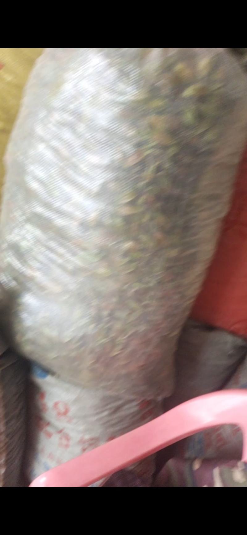 有40吨新鲜黄桅子