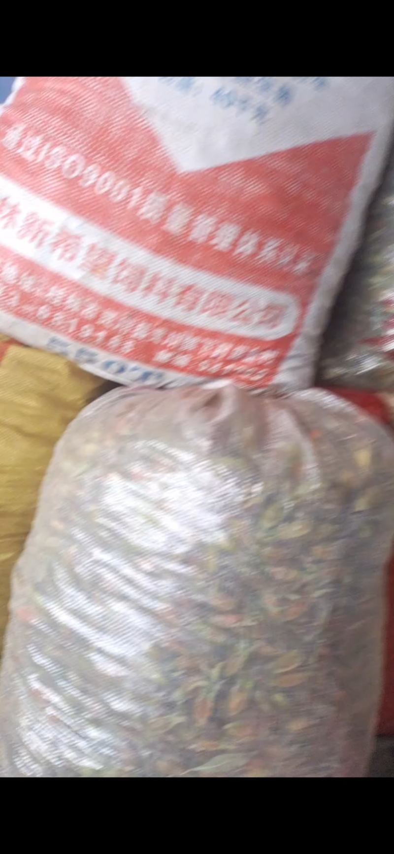 有40吨新鲜黄桅子