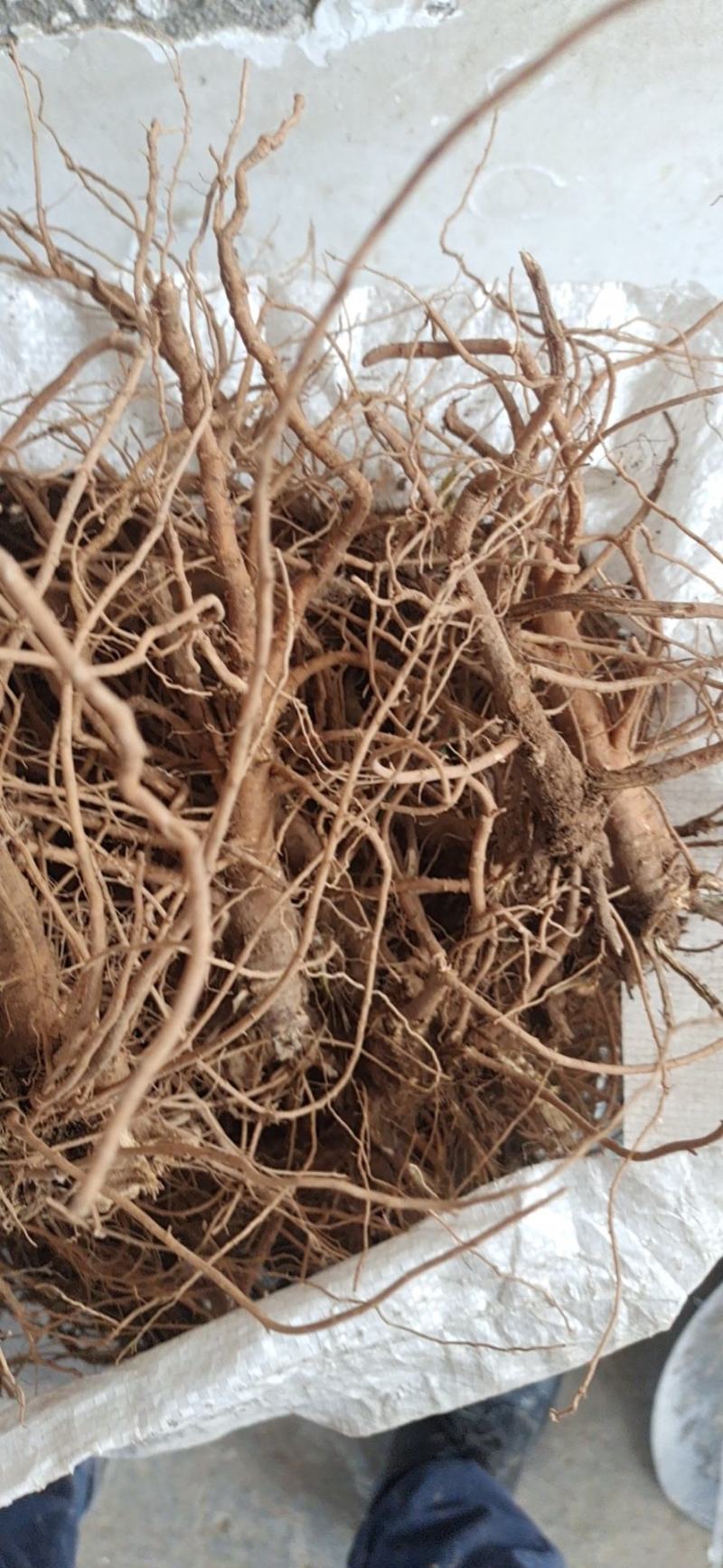 山西柴胡/中药柴胡根茎收购，量大从优全国发货