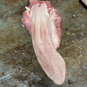 母猪口条