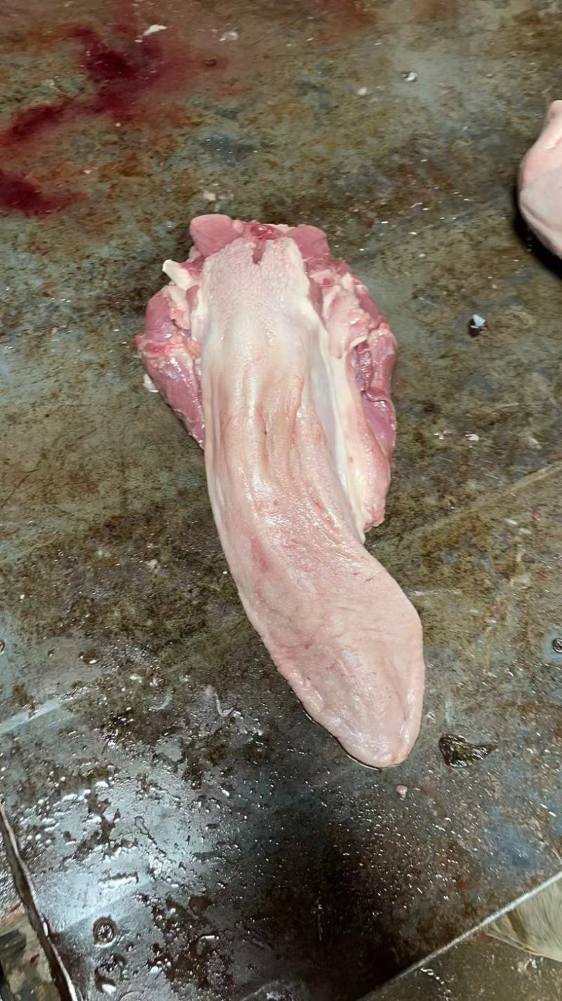 母猪口条