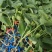 绿宝甜瓜苗包技术包成活诚信合作欢迎选购全国发货