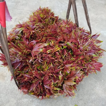 香椿芽