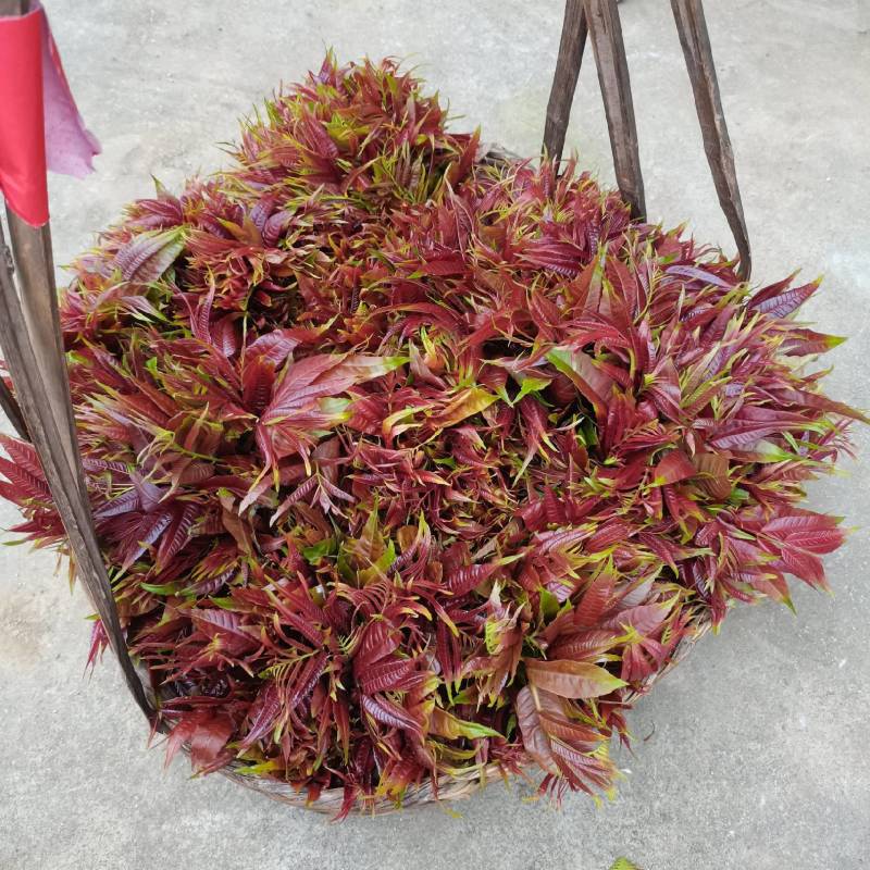 香椿芽