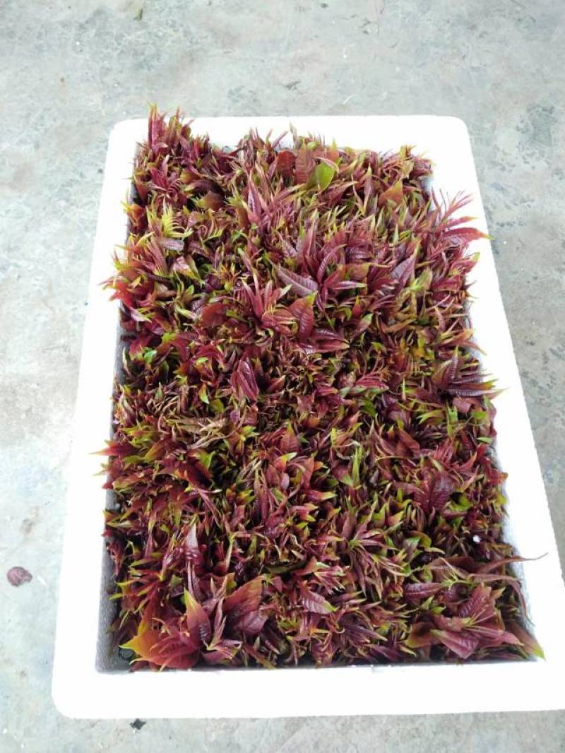 香椿芽