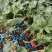 晓密25号哈密瓜苗网纹瓜苗西州蜜苗质量三包诚信合作全国发