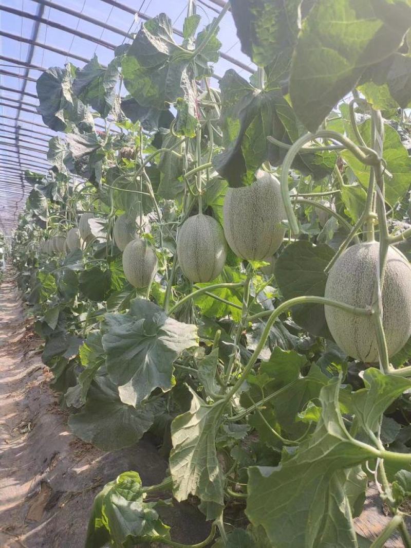 晓密25号哈密瓜苗网纹瓜苗西州蜜苗质量三包诚信合作全国发