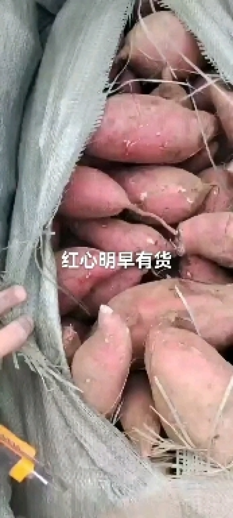 西瓜红蜜薯大量供应新鲜蜜薯糖心粉糯