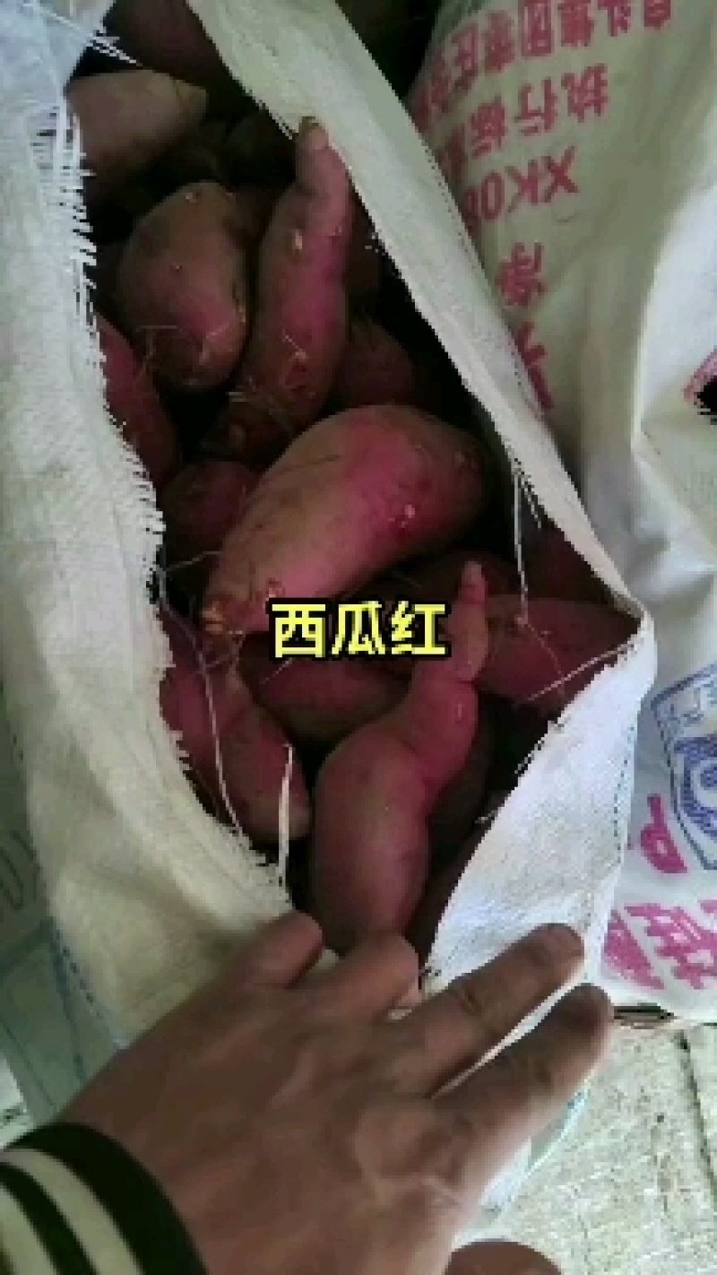 西瓜红蜜薯大量供应新鲜蜜薯糖心粉糯