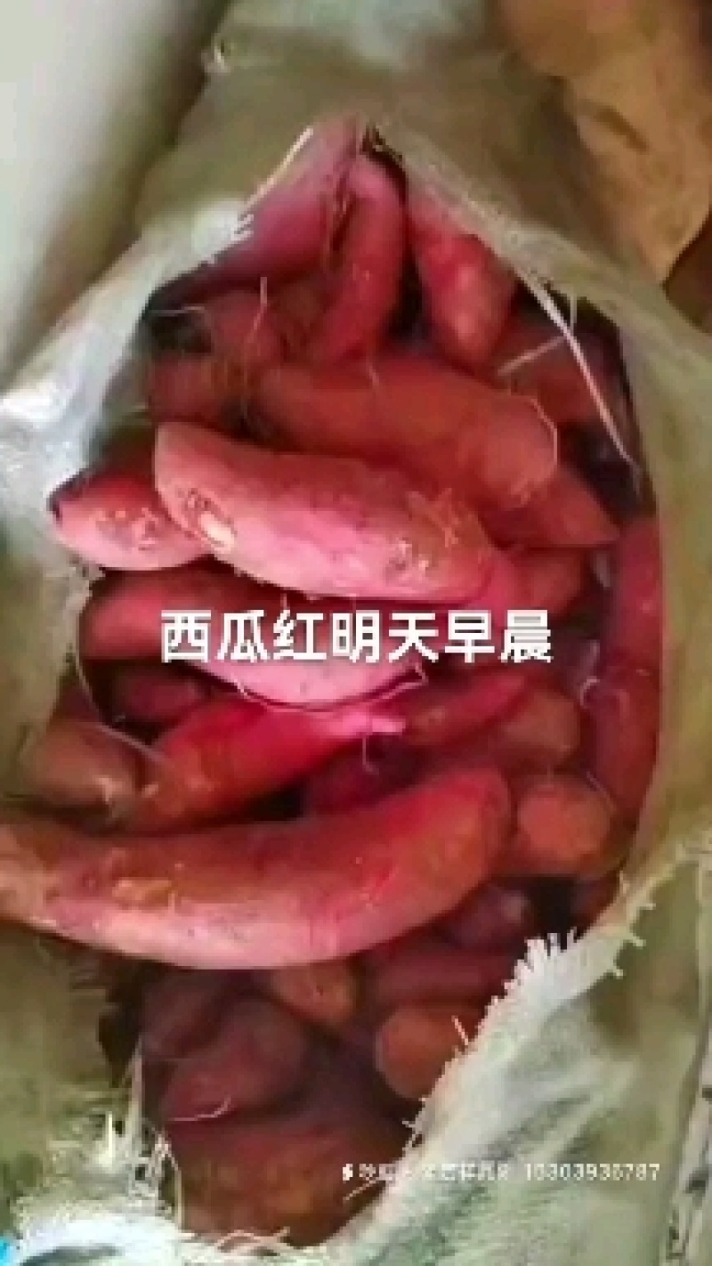 西瓜红蜜薯大量供应新鲜蜜薯糖心粉糯