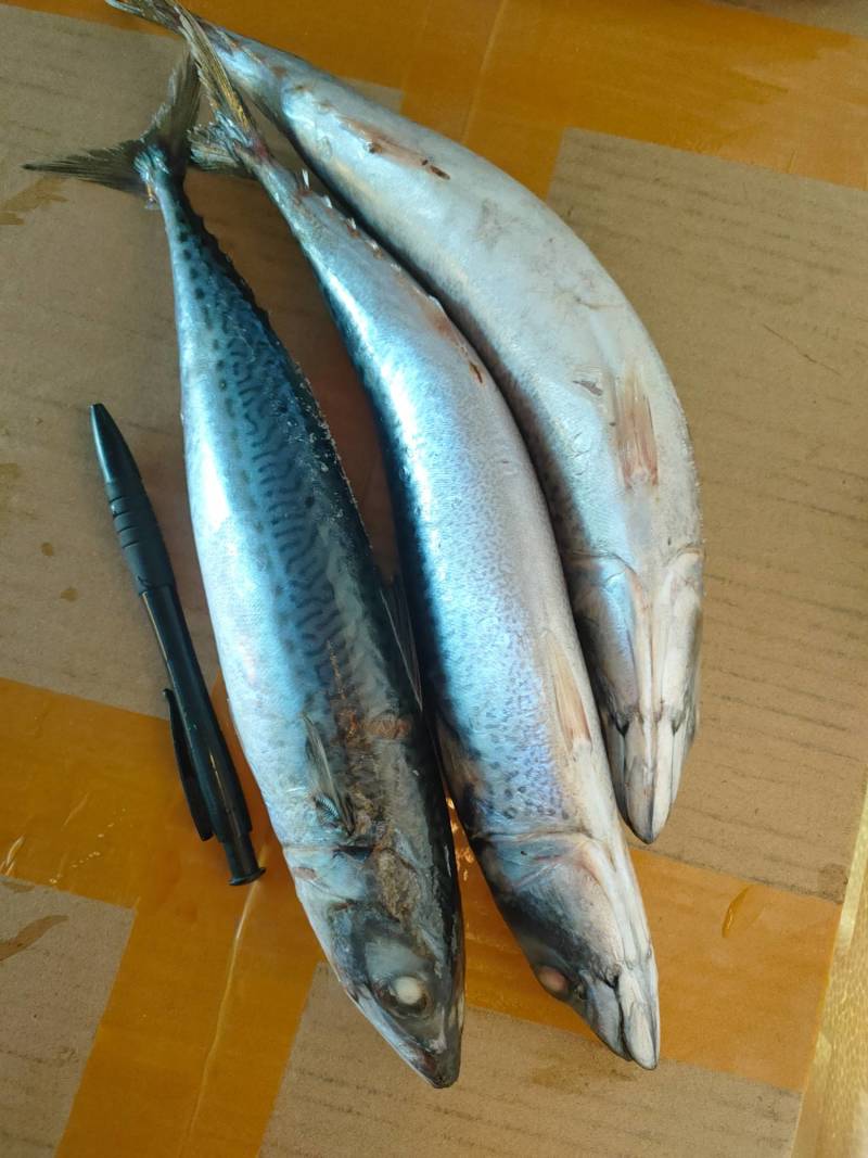 大青鱼、天然海鱼、灯光船上速冻、3条/斤规格、肉多鲜甜