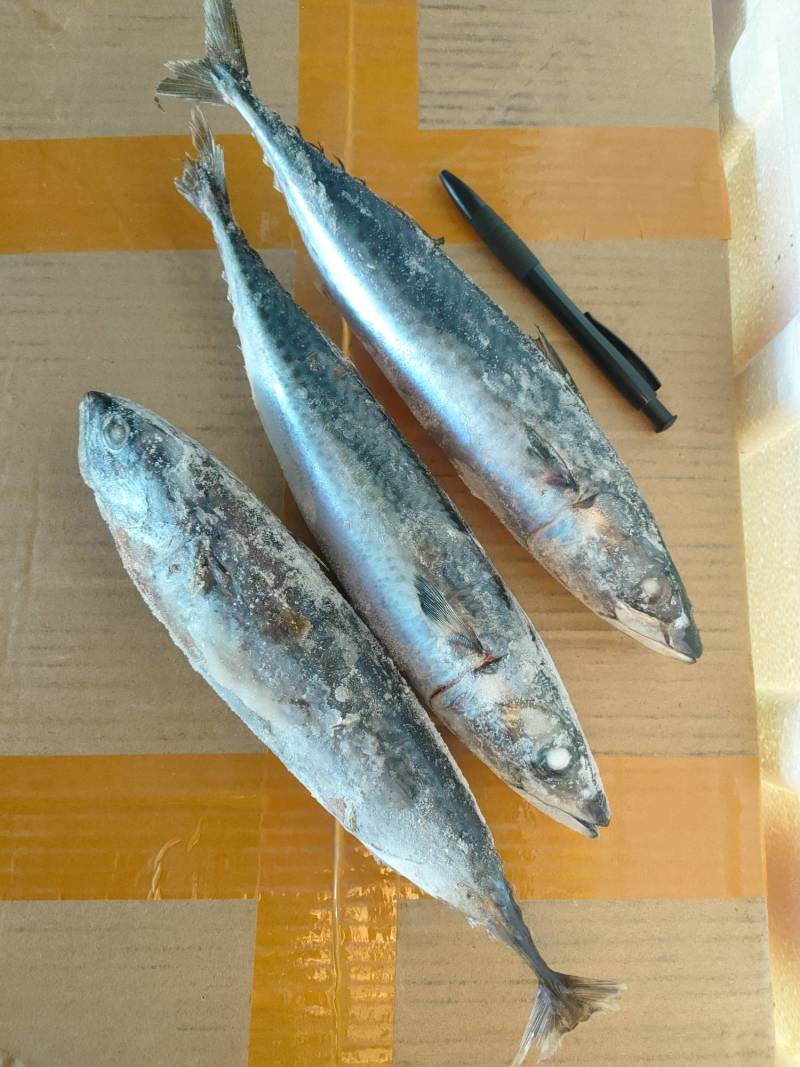 大青鱼、天然海鱼、灯光船上速冻、3条/斤规格、肉多鲜甜