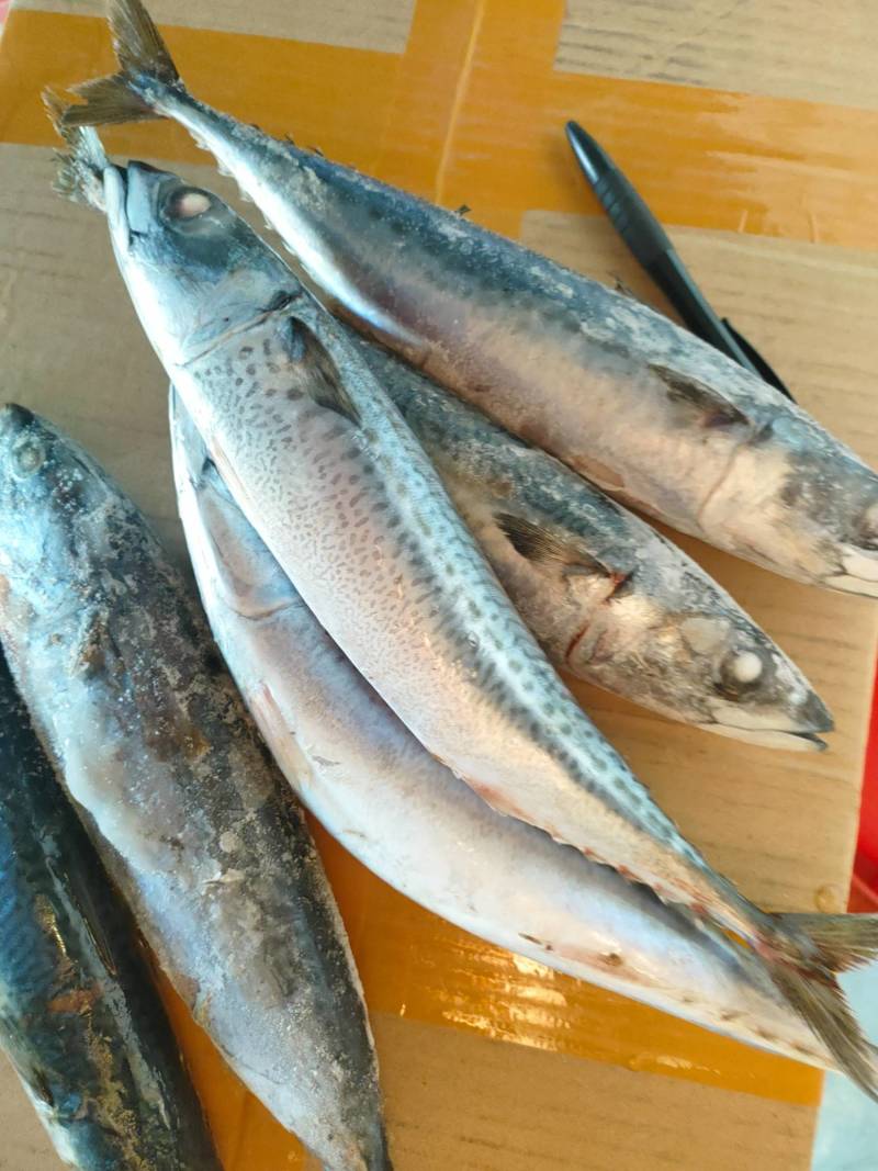 大青鱼、天然海鱼、灯光船上速冻、3条/斤规格、肉多鲜甜