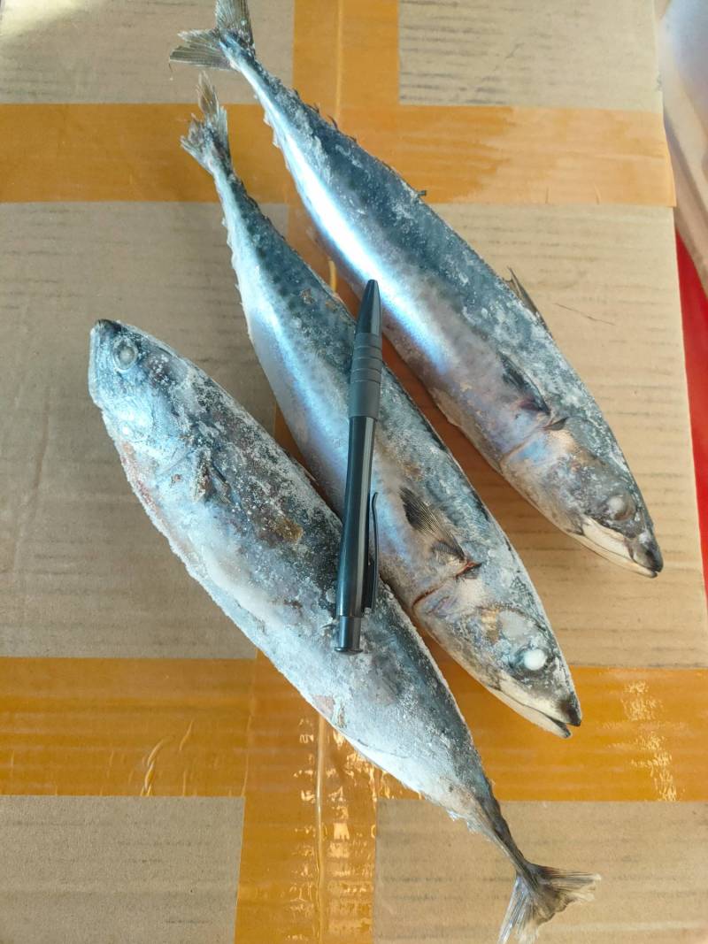 大青鱼、天然海鱼、灯光船上速冻、3条/斤规格、肉多鲜甜