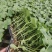 美都西瓜苗8424嫁接2k西瓜苗质量三包诚信合作全国发