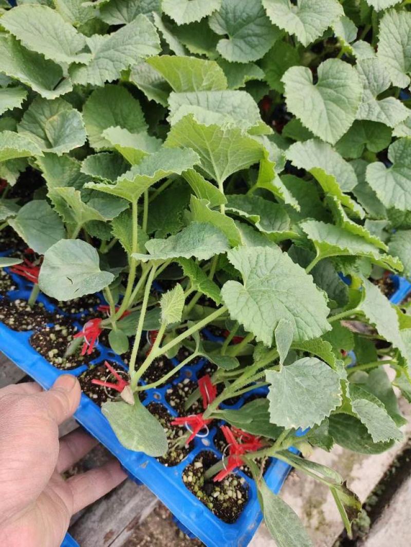 美都西瓜苗8424嫁接2k西瓜苗质量三包诚信合作全国发