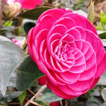 茶花苗