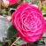 茶花苗