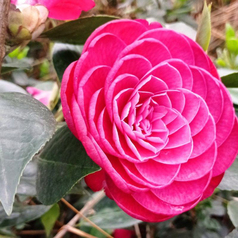 茶花苗