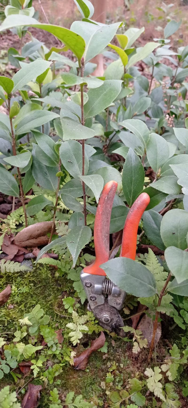 茶花苗