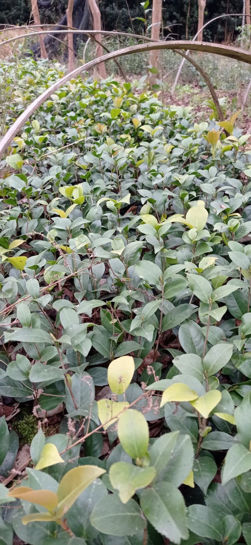 茶花苗