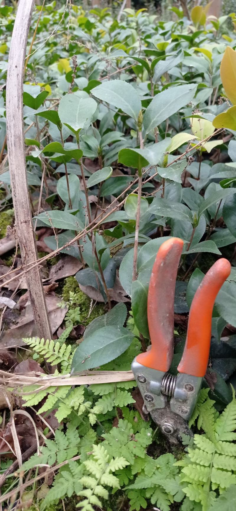 茶花苗
