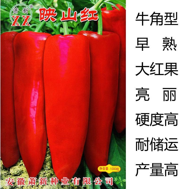 萧新青红帅辣椒种子粗长牛角，早熟大果型，种子